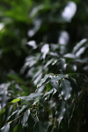 Photo of Plants with fresh green leaves in darkness, closeup