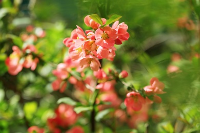 Beautiful blossoming tree branch on spring day