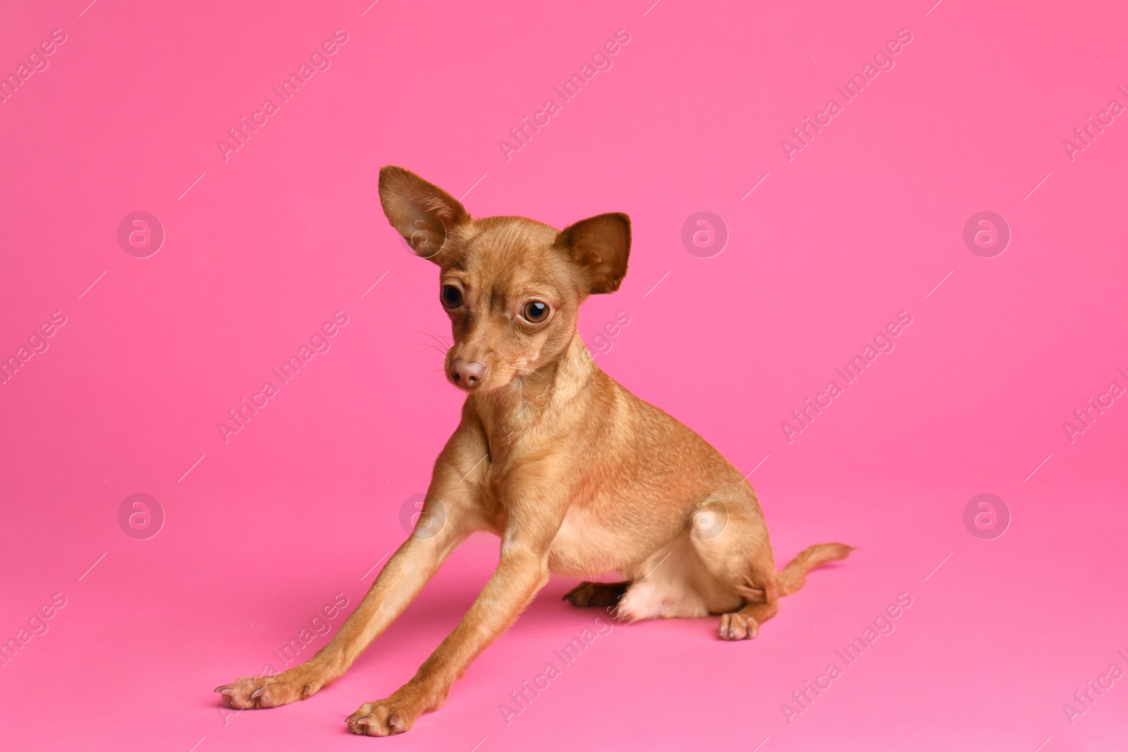 Photo of Cute toy terrier on color background. Domestic dog