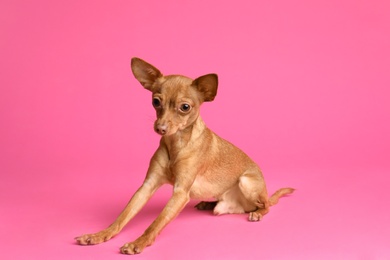 Photo of Cute toy terrier on color background. Domestic dog