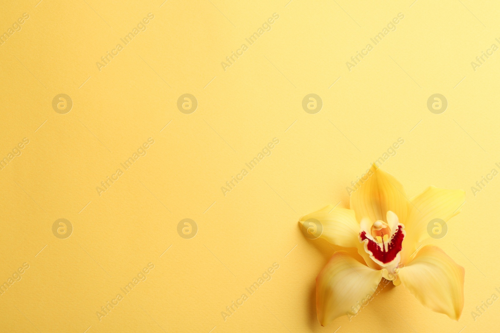 Photo of Beautiful tropical orchid flower on color background, top view. Space for text
