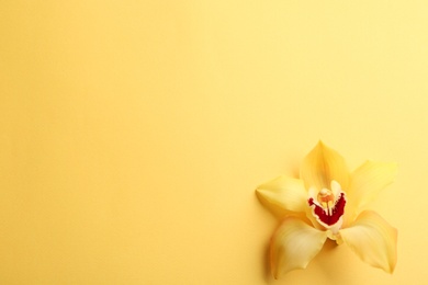 Photo of Beautiful tropical orchid flower on color background, top view. Space for text