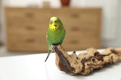 Photo of Pet parrot. Beautiful budgerigar siting on snag on table indoors, space for text
