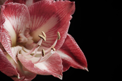 Photo of Beautiful fresh amaryllis on black background, closeup. Floral card design with dark vintage effect