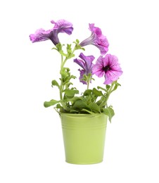 Photo of Petunia in green flower pot isolated on white