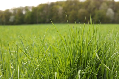 Beautiful lawn with green grass outdoors, closeup