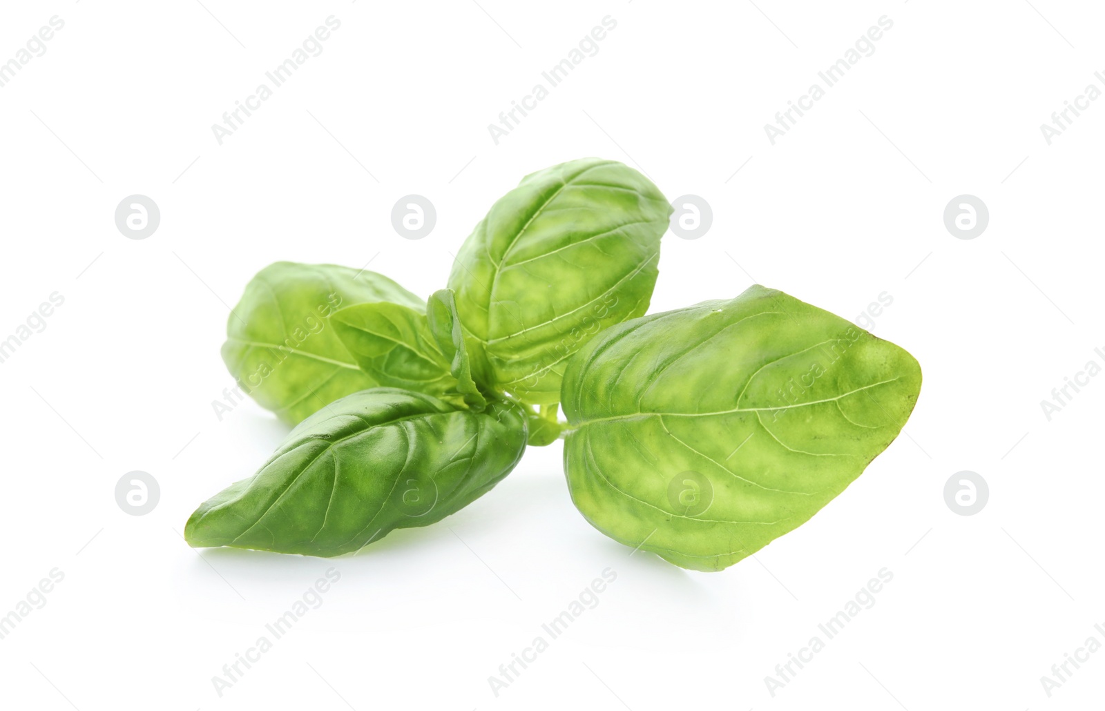 Photo of Fresh green basil leaves on white background