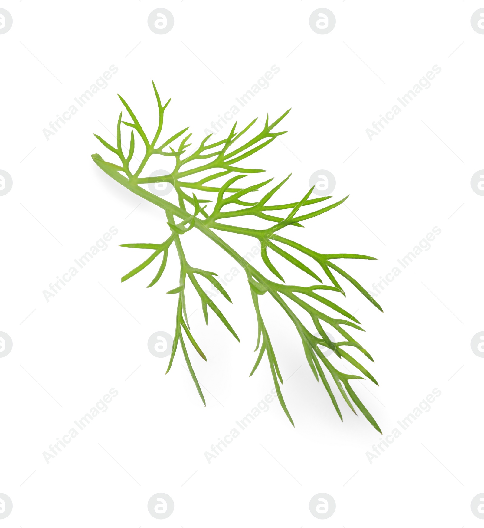 Photo of Sprig of fresh dill isolated on white