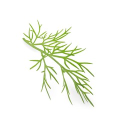 Sprig of fresh dill isolated on white