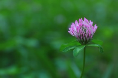 Beautiful violet clover flower on blurred background, closeup. Space for text