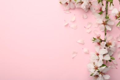 Photo of Spring branch with beautiful blossoms, petals and leaves on pink background, top view. Space for text