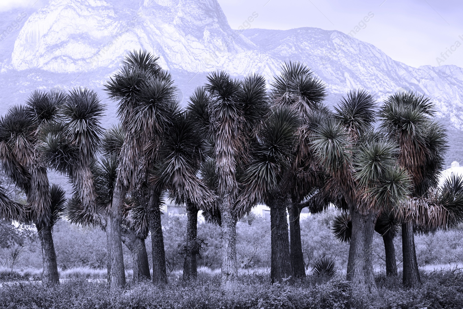 Image of Many beautiful Joshua trees and mountain landscape on background, color toned