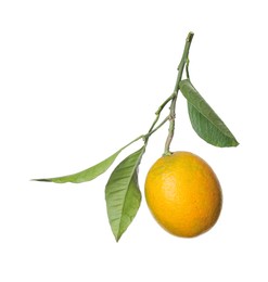 Photo of Lemon tree branch with fruit and leaves on white background