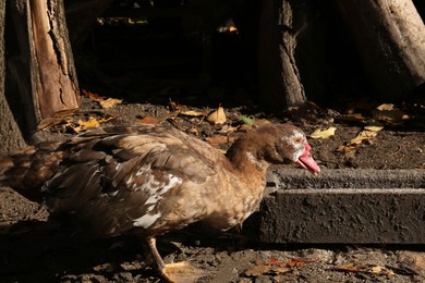 Beautiful Muscovy duck near feeder in farmyard on sunny day. Rural life