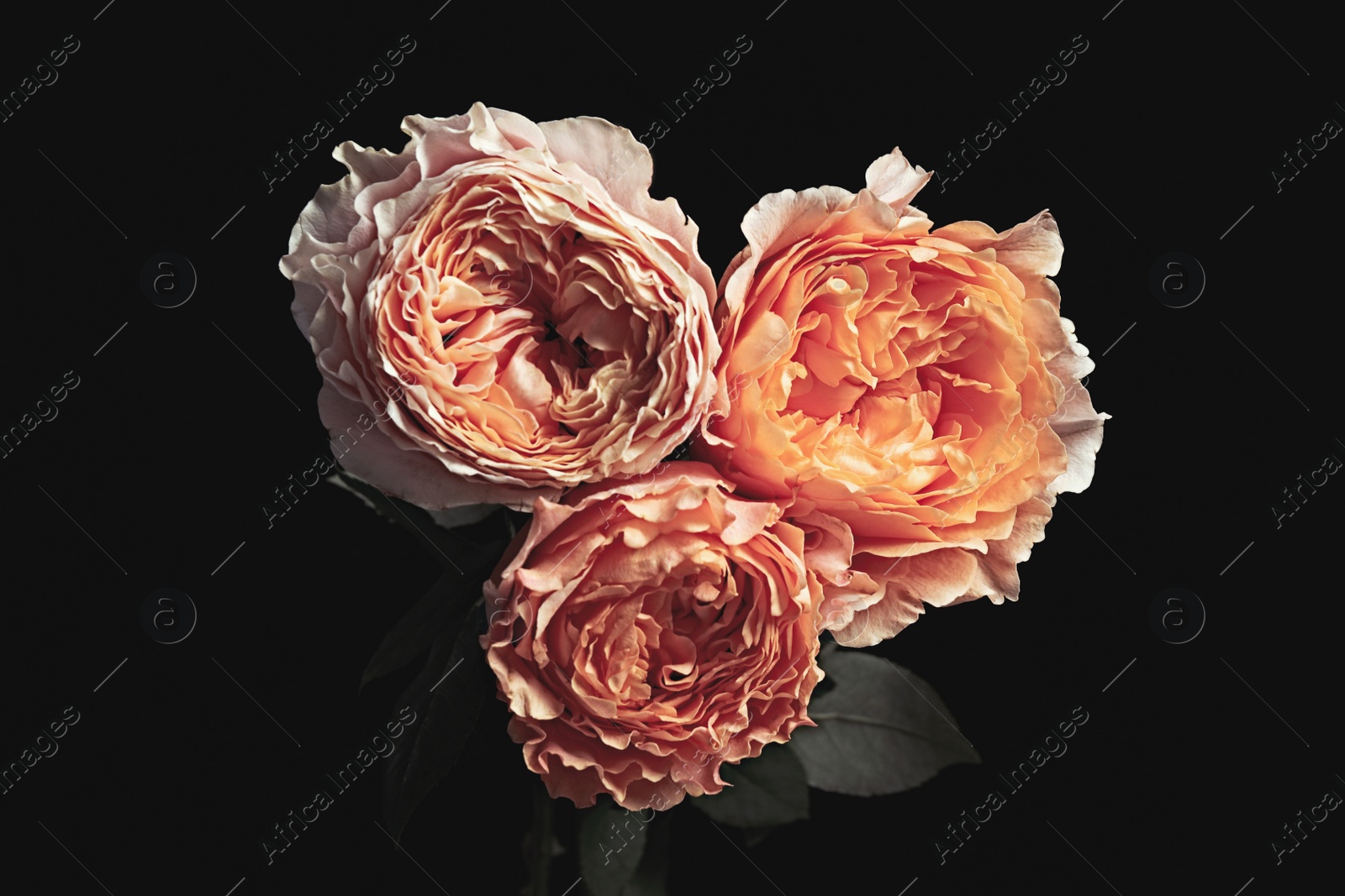 Photo of Beautiful roses on black background. Floral card design with dark vintage effect