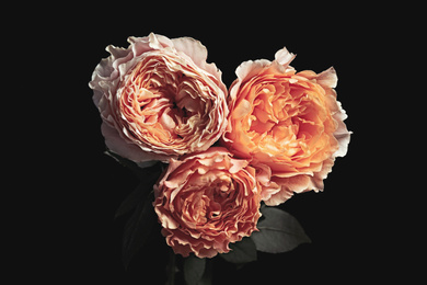 Photo of Beautiful roses on black background. Floral card design with dark vintage effect