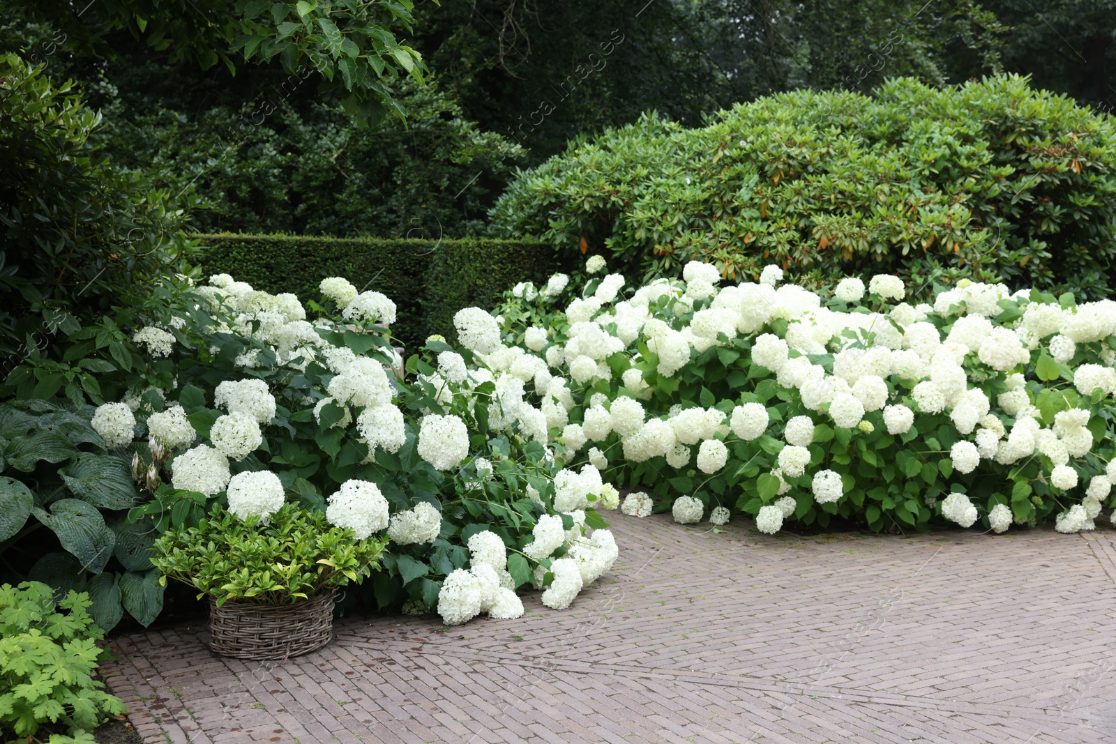 Photo of Lovely garden with blooming hydrangeas and pavement. Landscape design