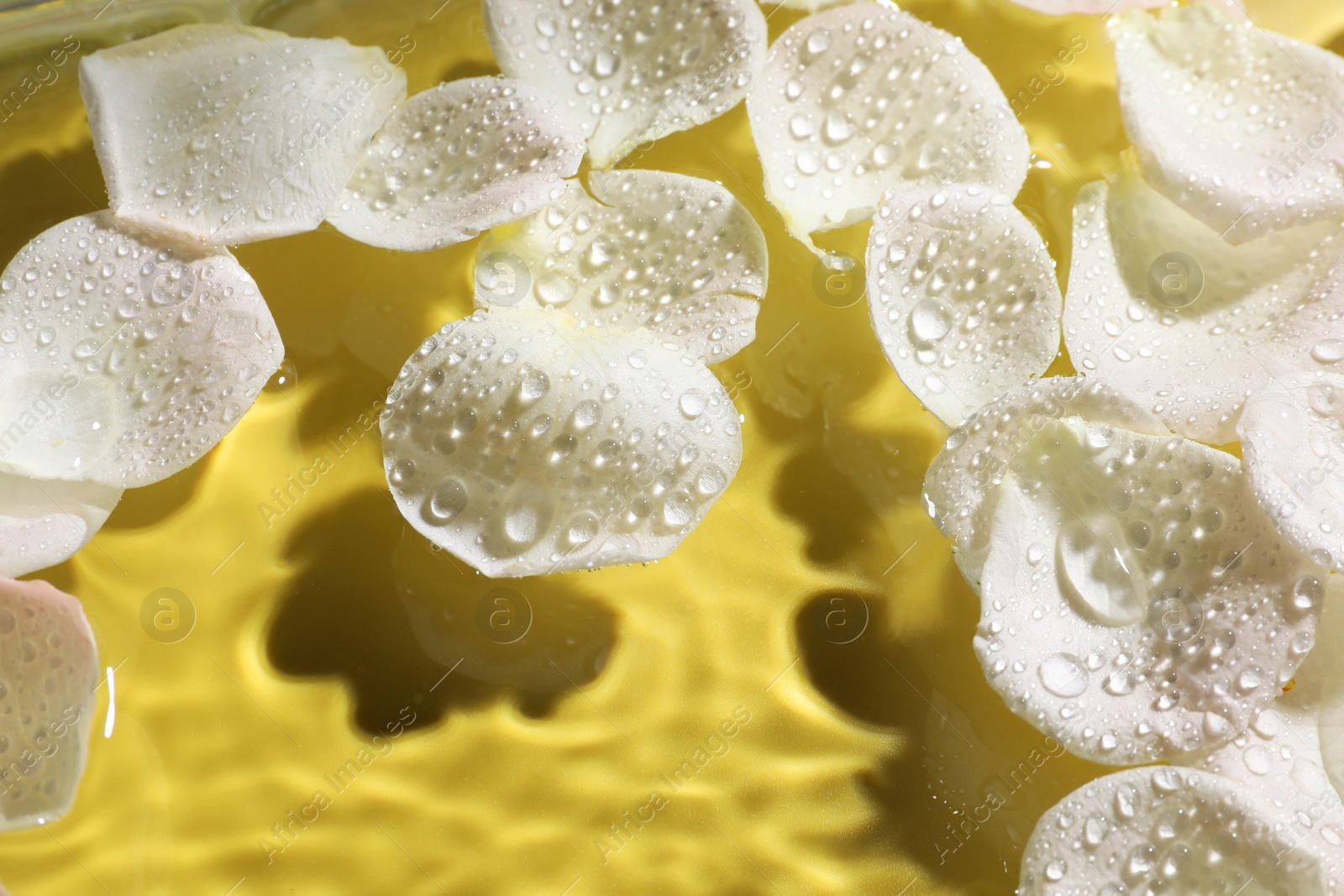 Photo of Beautiful rose petals in water on pale yellow background, closeup