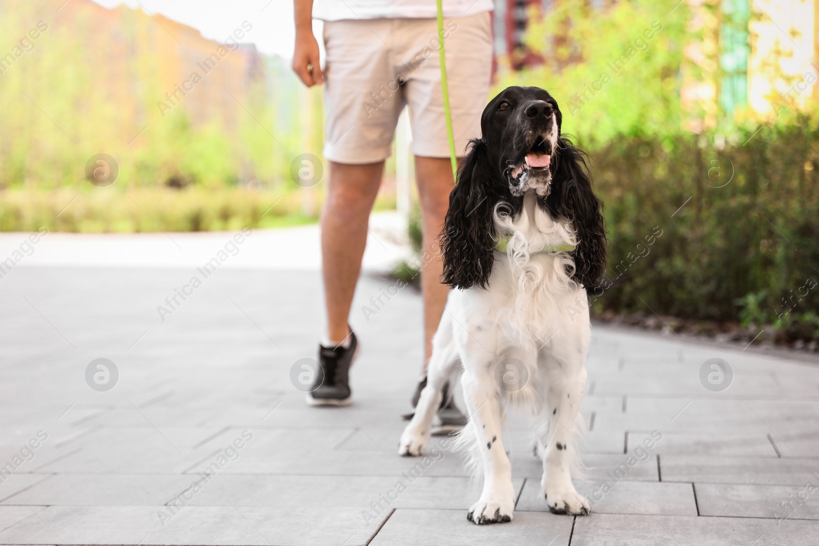 Photo of Man walking English Springer Spaniel dog outdoors. Space for text