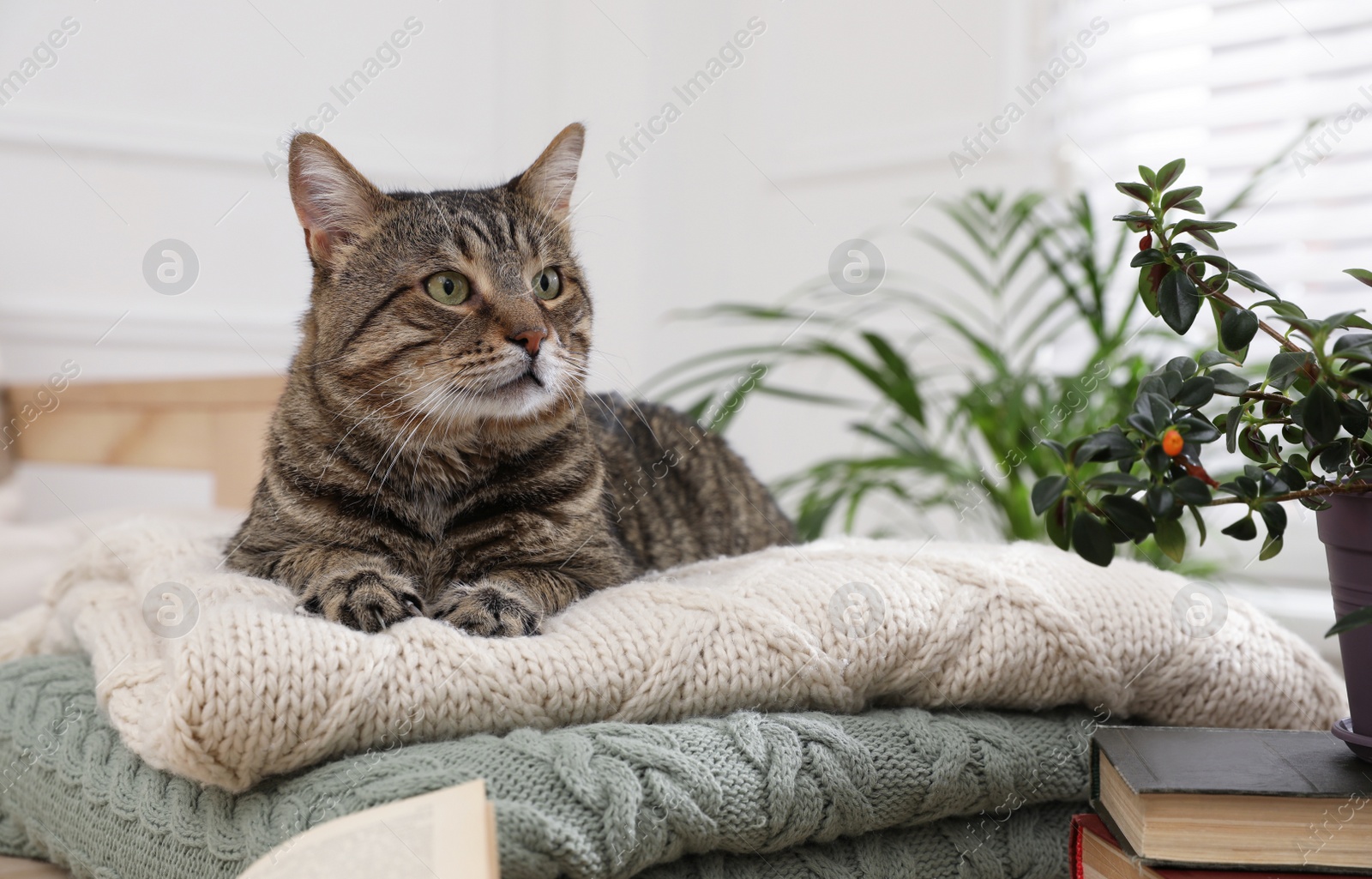 Photo of Cute tabby cat on stack of knitted plaids indoors