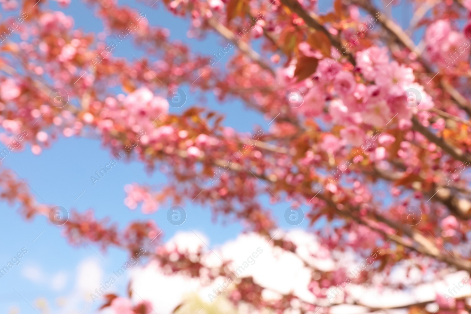 Photo of Blurred view of beautiful blossoming sakura tree outdoors. Bokeh effect