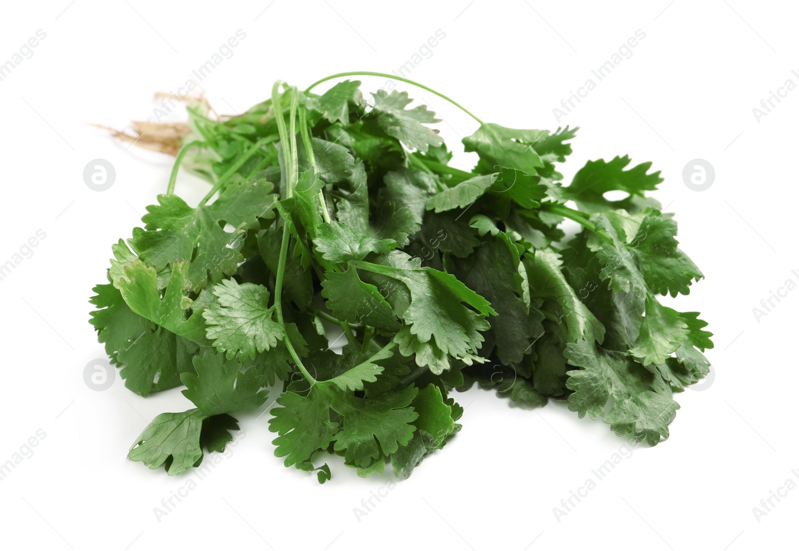 Photo of Bunch of fresh coriander on white background