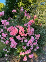 Photo of Beautiful rose bush with pink flowers outdoors