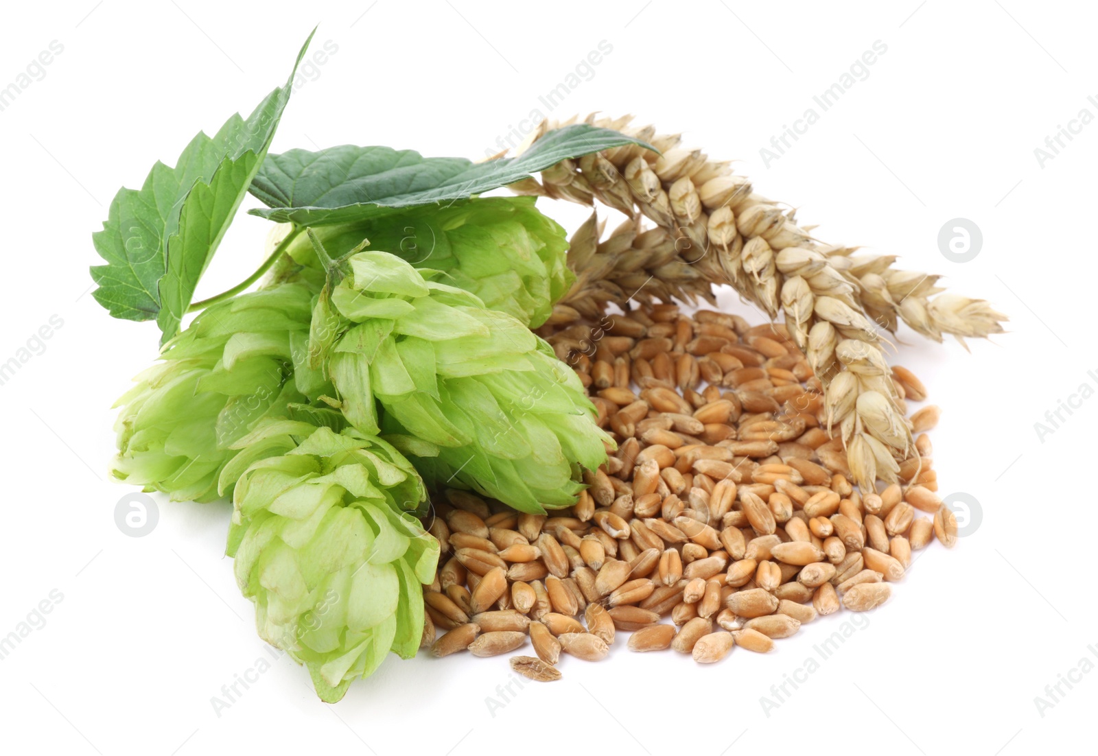 Photo of Fresh green hops, wheat spikes and grains on white background