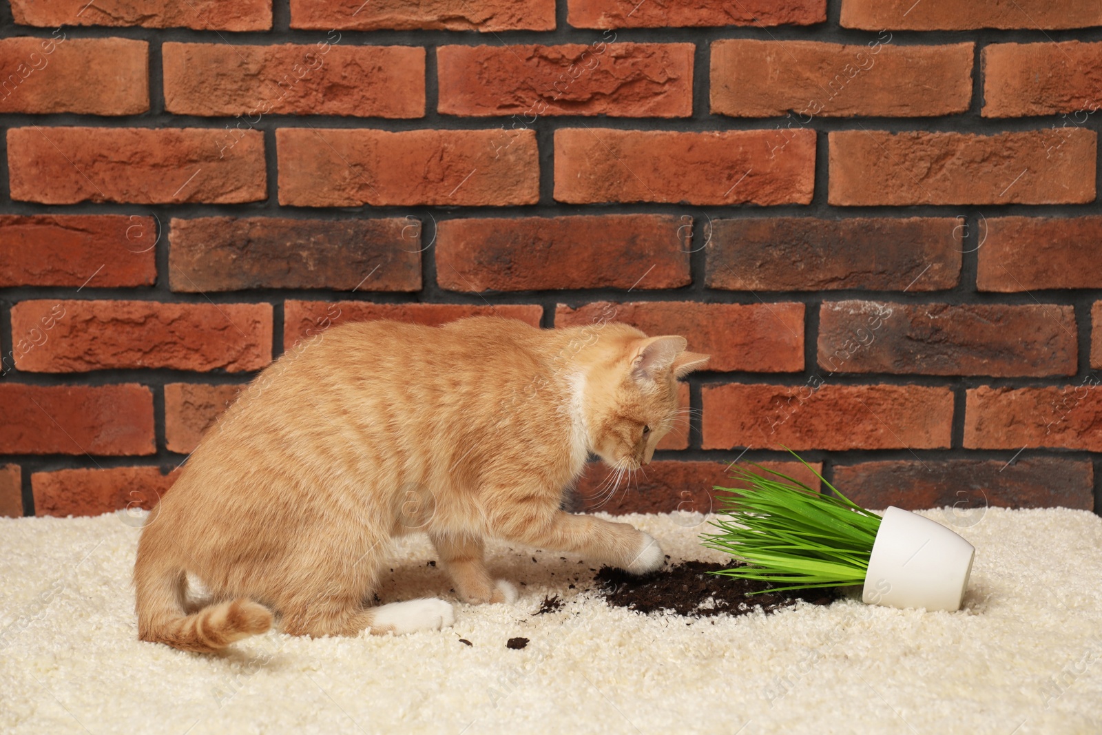 Photo of Cute ginger cat near overturned houseplant on carpet at home