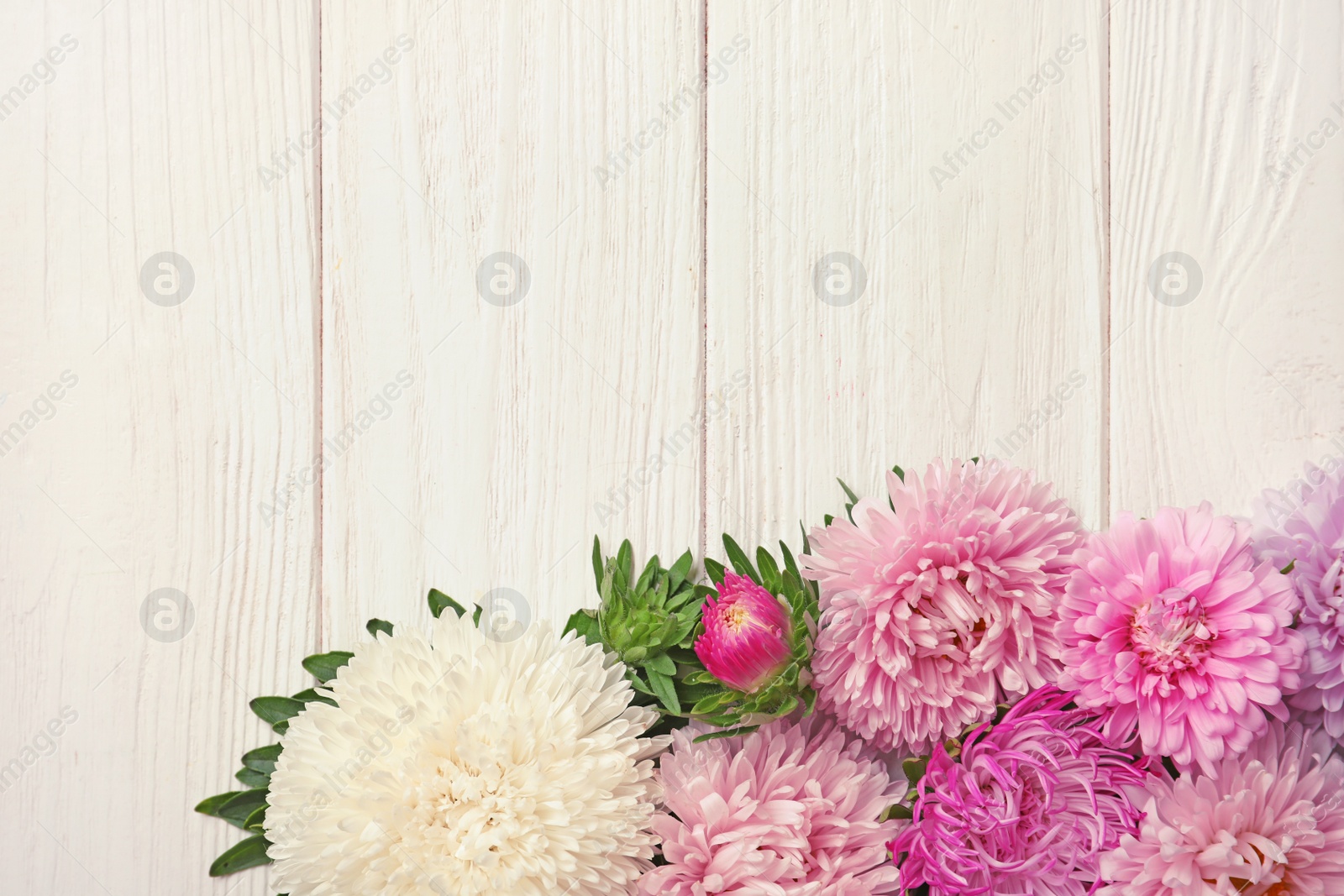 Photo of Beautiful aster flowers and space for text on wooden background, flat lay