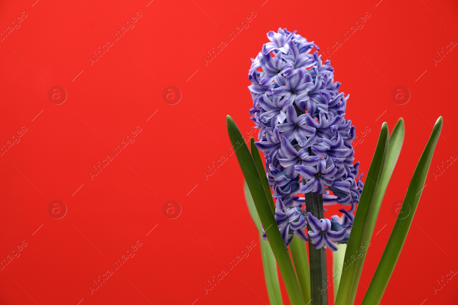 Photo of Beautiful hyacinth on color background, space for text. Spring flower