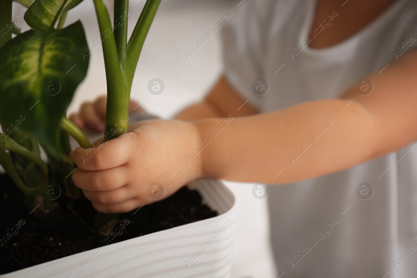 Photo of Little girl breaking houseplant at home, closeup