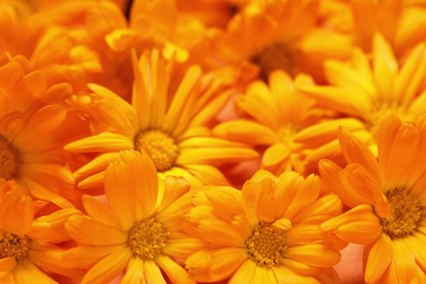 Beautiful fresh calendula flowers as background, closeup