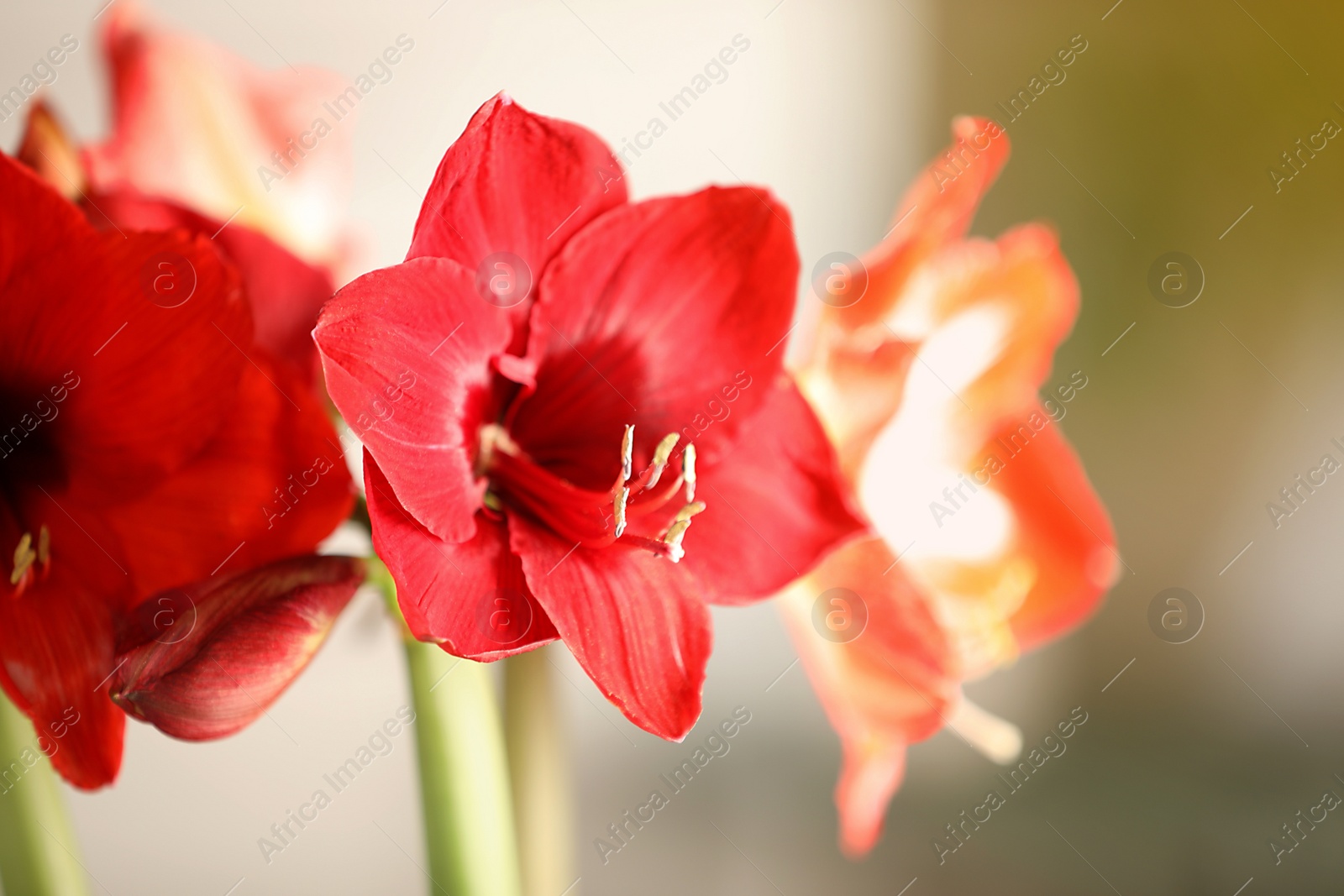 Photo of Beautiful red amaryllis flowers on blurred background, closeup