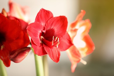 Photo of Beautiful red amaryllis flowers on blurred background, closeup