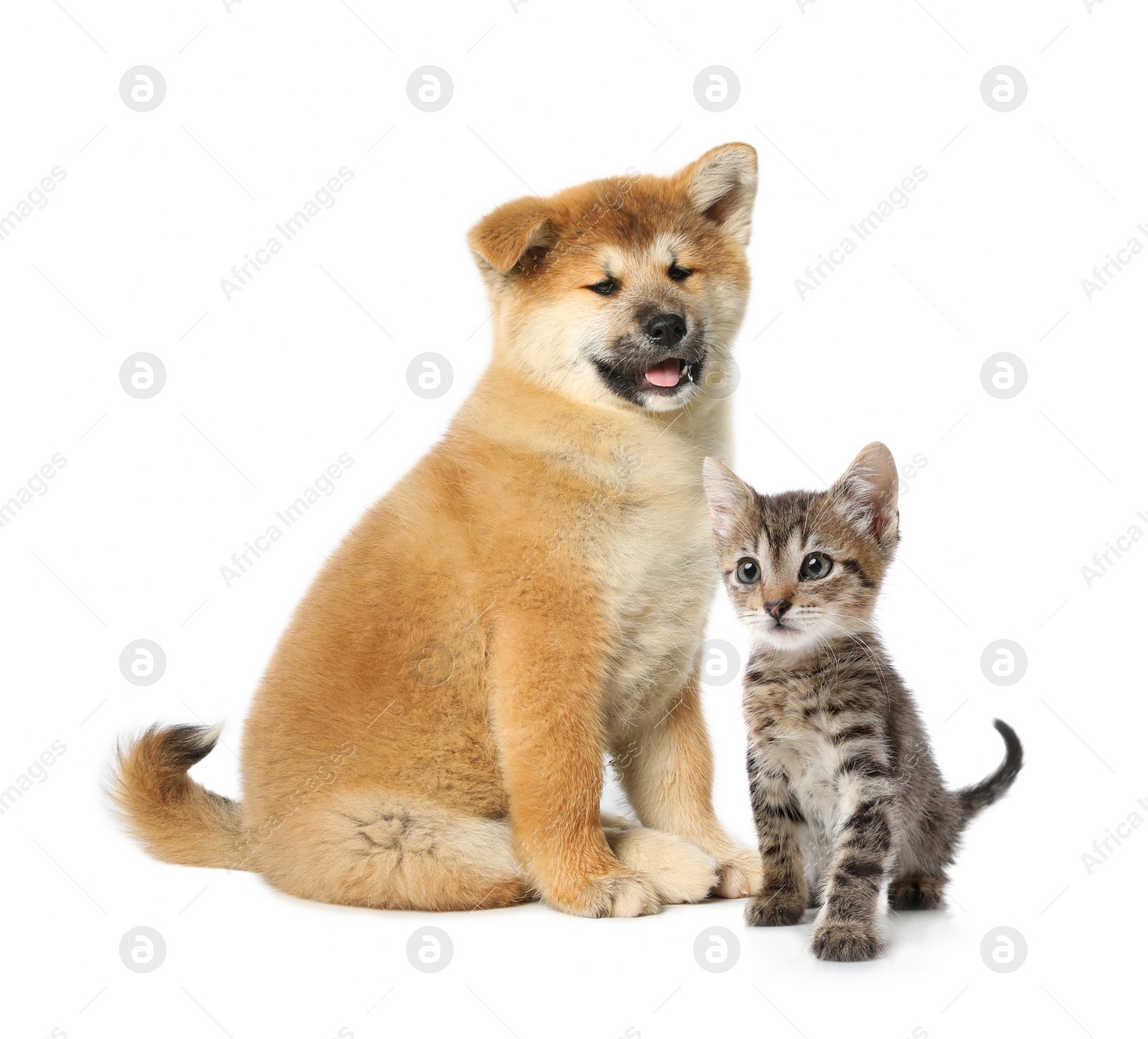 Image of Adorable little kitten and puppy on white background