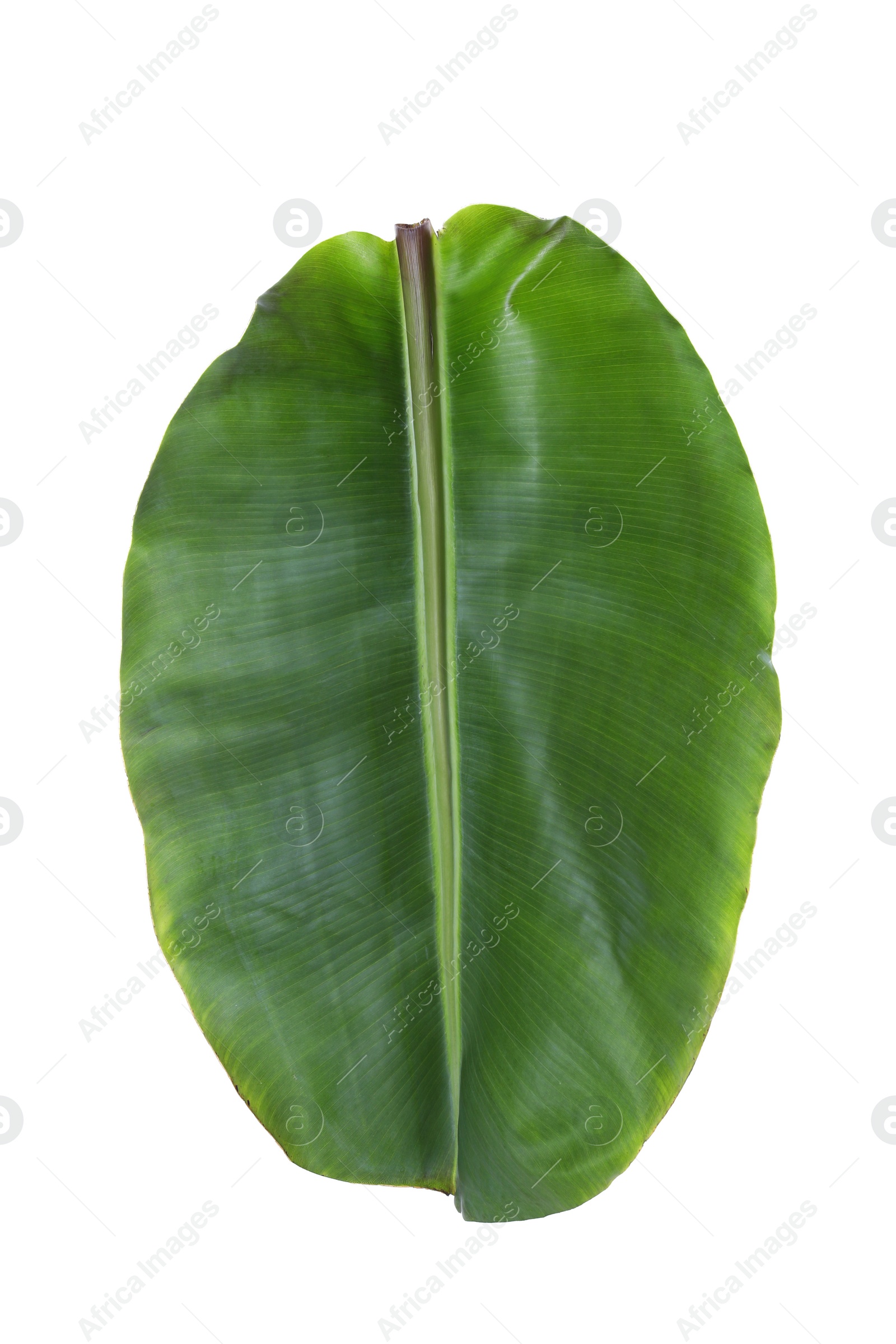 Photo of Fresh green banana leaf on white background. Tropical foliage