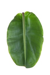 Photo of Fresh green banana leaf on white background. Tropical foliage