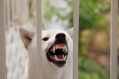 Photo of Shiba Inu dog near metal fence outdoors, closeup