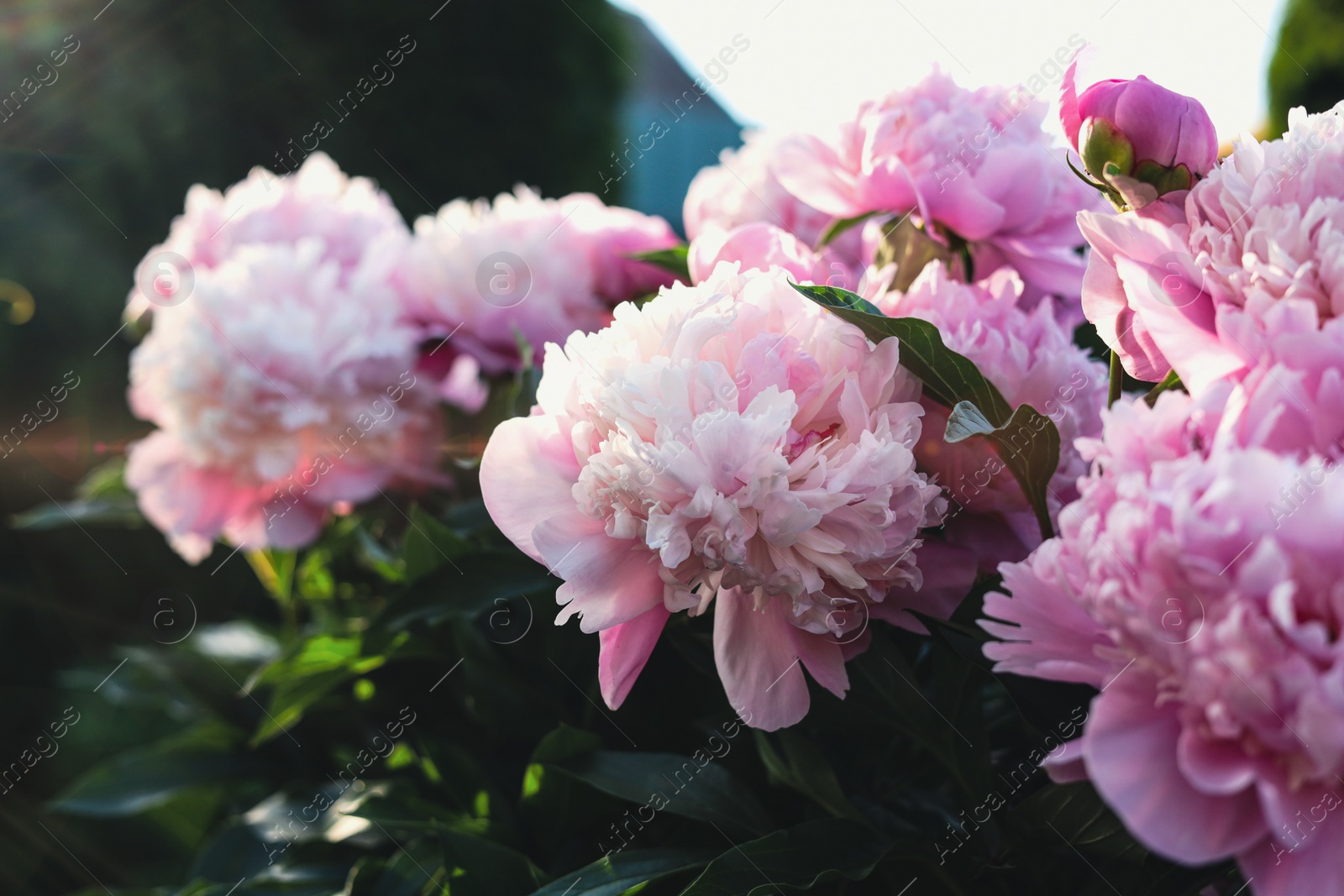 Photo of Blooming peony plant with beautiful pink flowers outdoors, closeup. Space for text