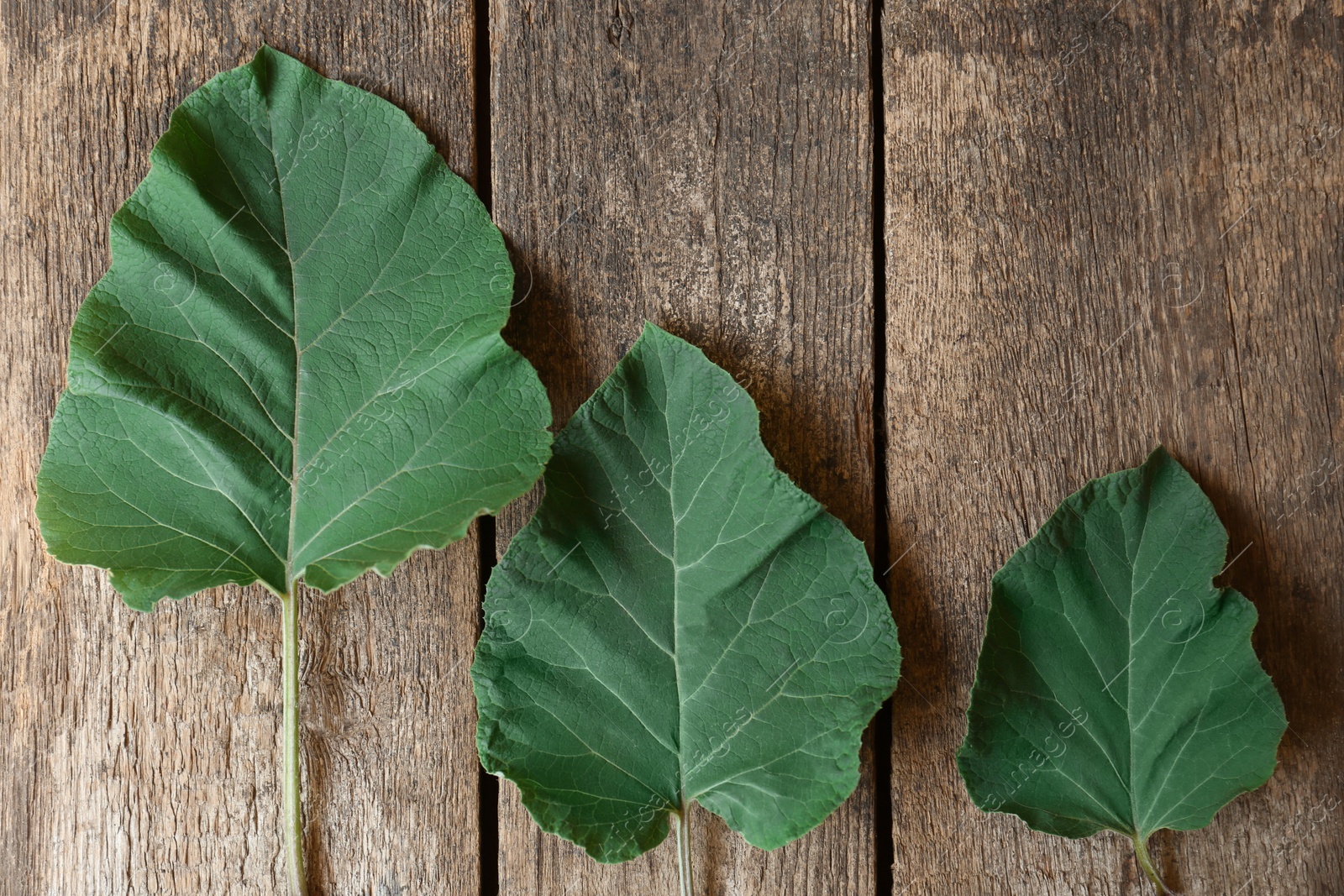 Photo of Fresh green burdock leaves on wooden table, flat lay