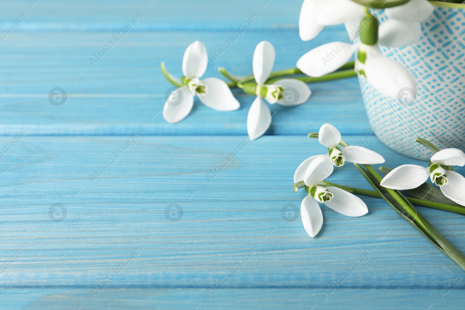 Photo of Beautiful snowdrops on light blue wooden table. Space for text
