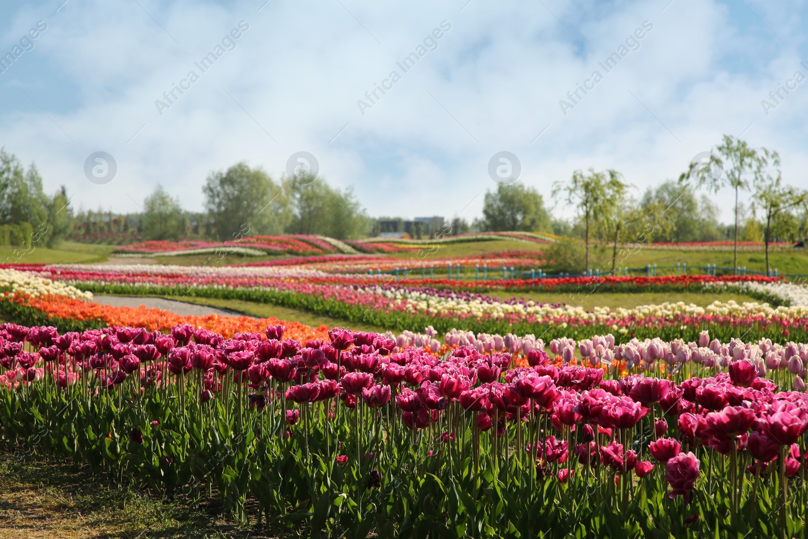 Photo of Beautiful colorful tulip flowers growing in field on sunny day