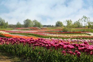 Photo of Beautiful colorful tulip flowers growing in field on sunny day