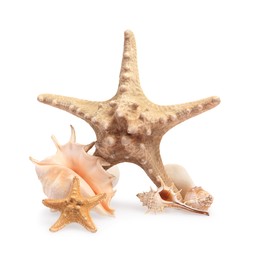 Photo of Beautiful sea stars, stones and seashells isolated on white
