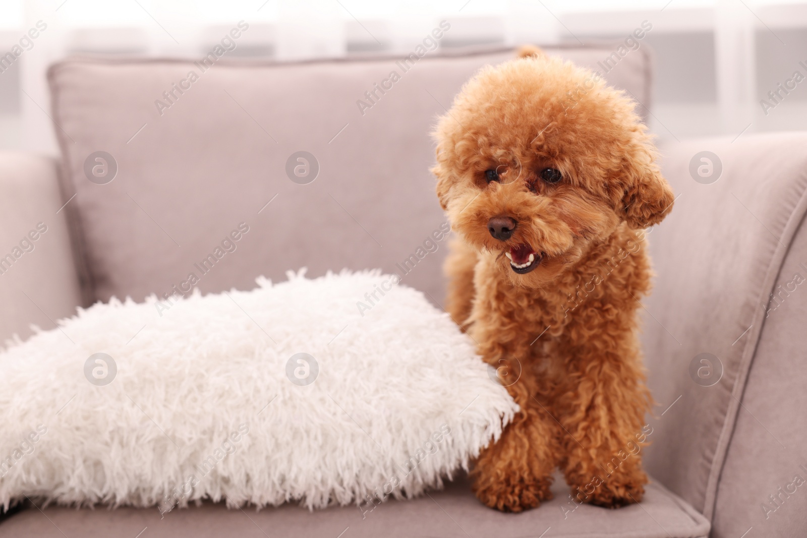 Photo of Cute Maltipoo dog with soft pillow on armchair indoors. Lovely pet