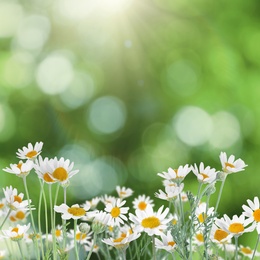 Image of Beautiful chamomile flowers outdoors on sunny day. Springtime 