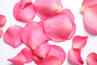 Photo of Fresh pink rose petals on white background, top view