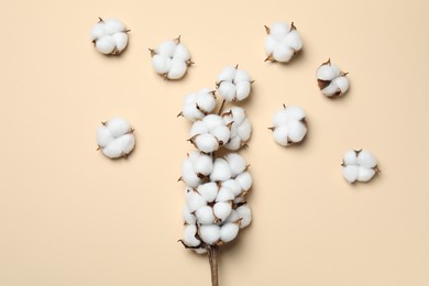 Beautiful cotton branch with fluffy flowers on beige background, flat lay