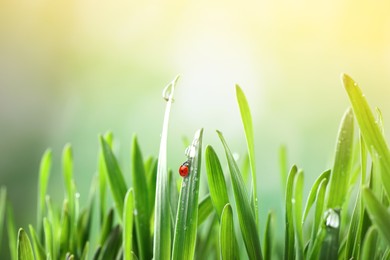 Green grass with dew and tiny ladybug on blurred background, closeup